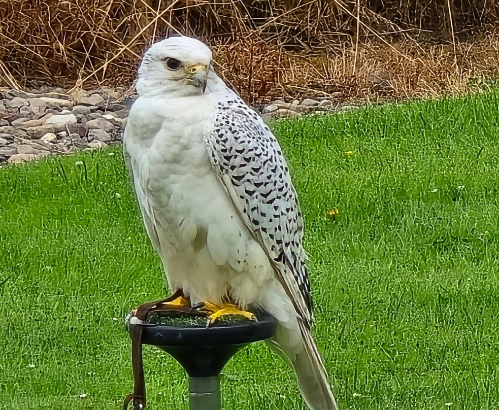 Elite Falconry-Kirkcaldy必去景点