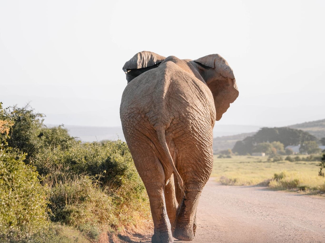 Happy Jackal Guest House主图