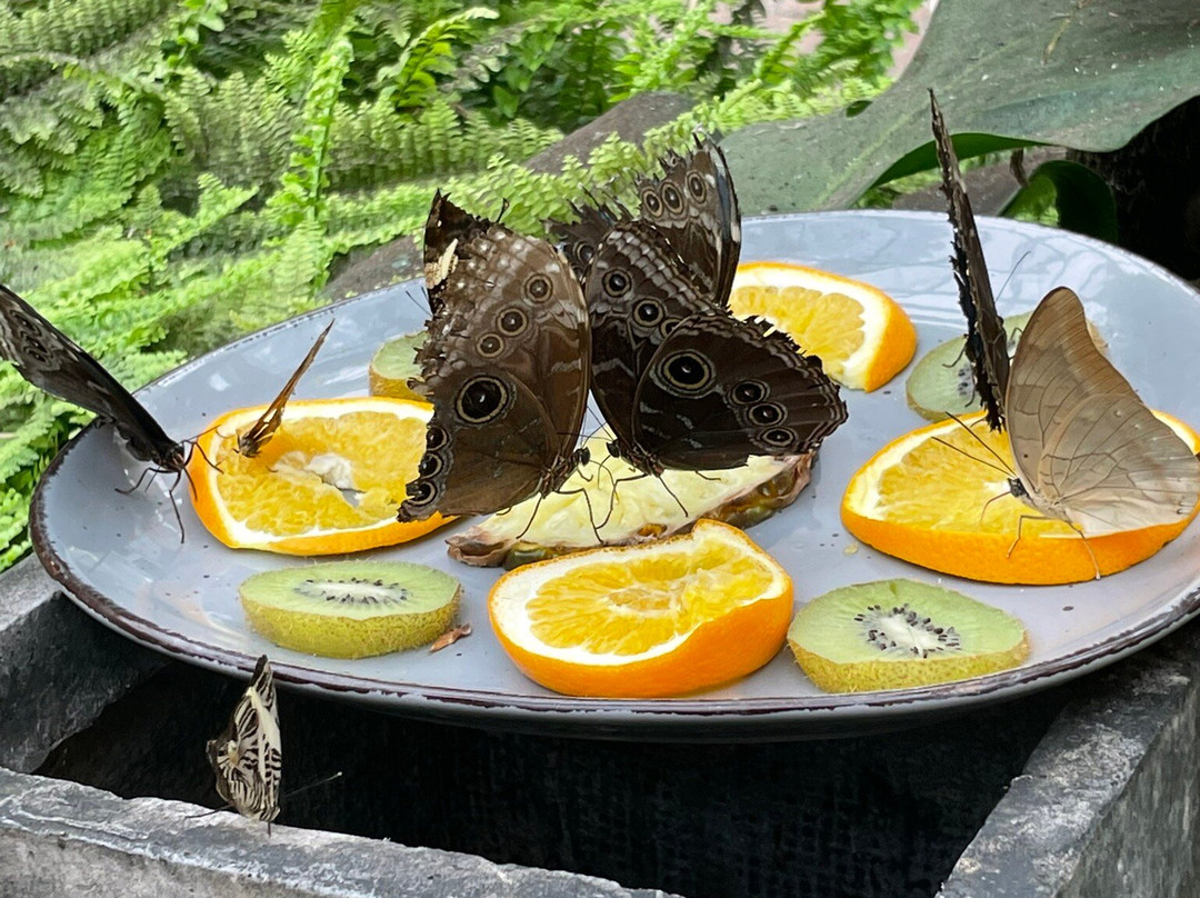 Schmetterlingspark Fehmarn-Burg auf Fehmarn必去景点