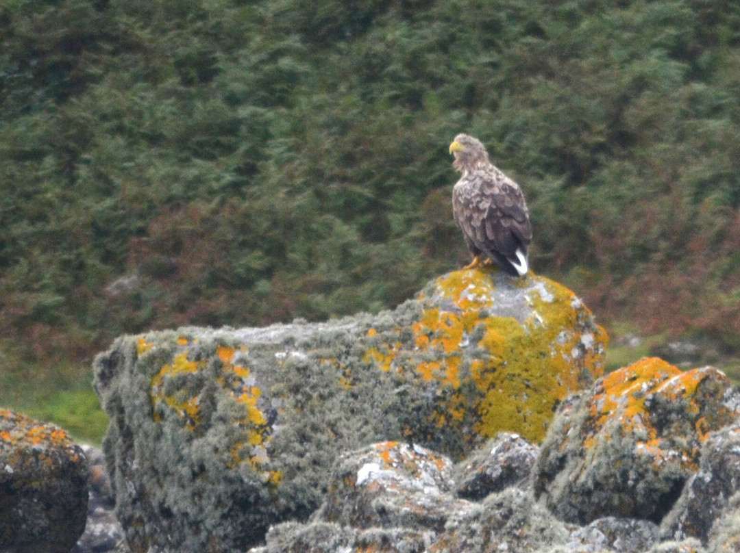 Lady Anne Wildlife Cruises-Grimsay必去景点