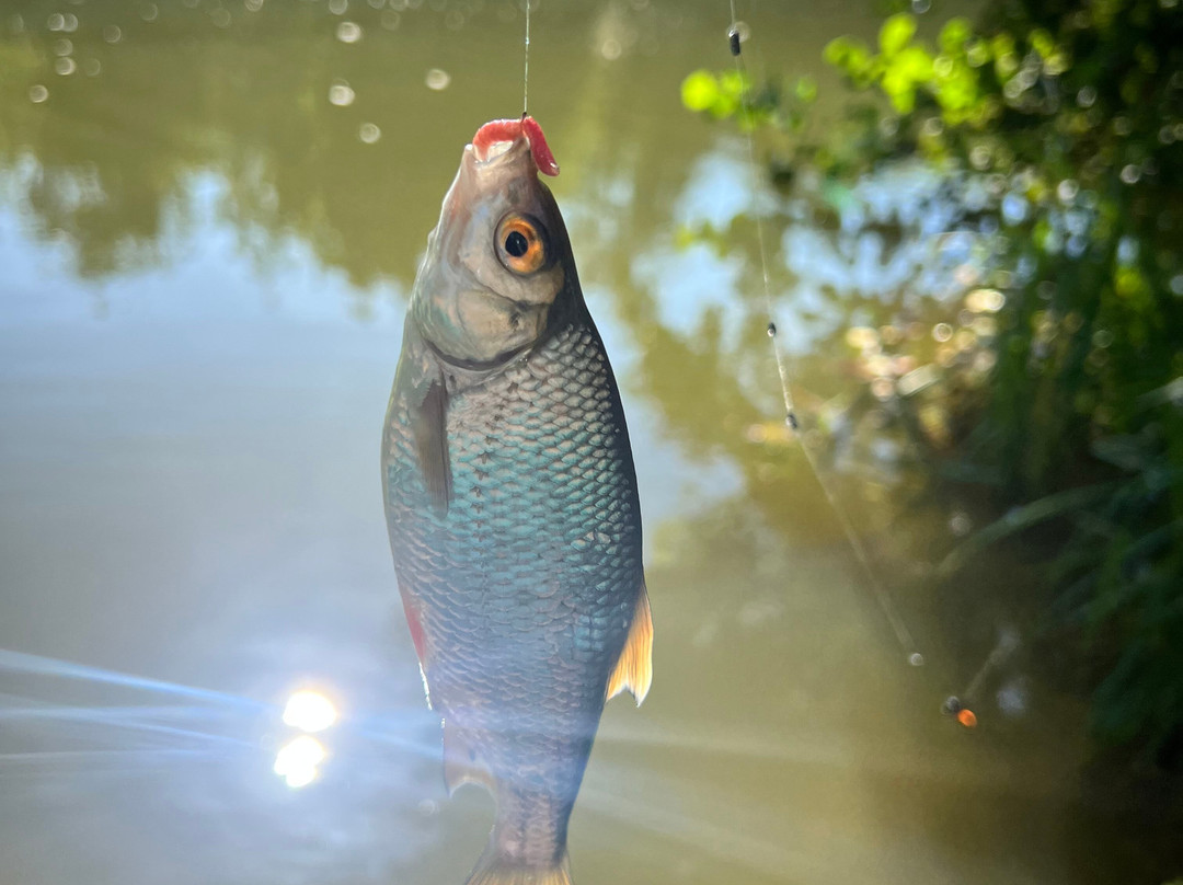 The Fishing Experience-Ware必去景点