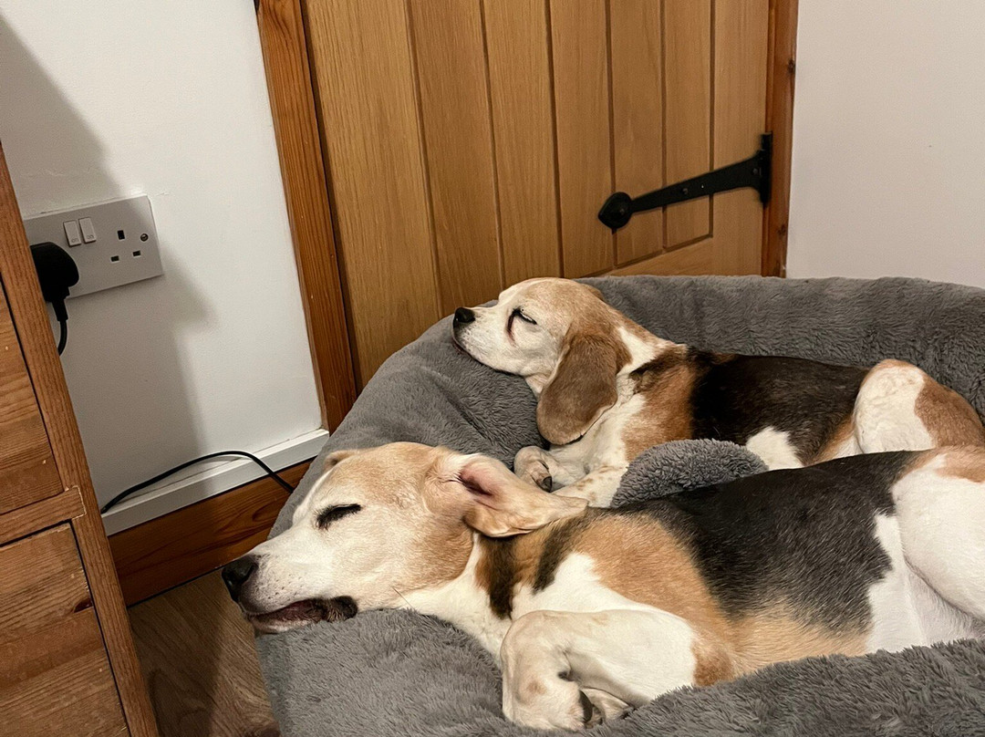 Beudy Bach Bed and Breakfast主图