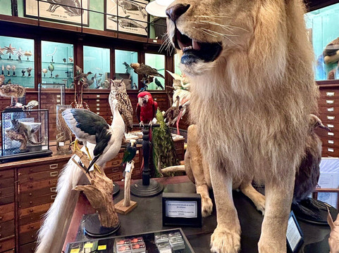 天牛-巴黎必去景点