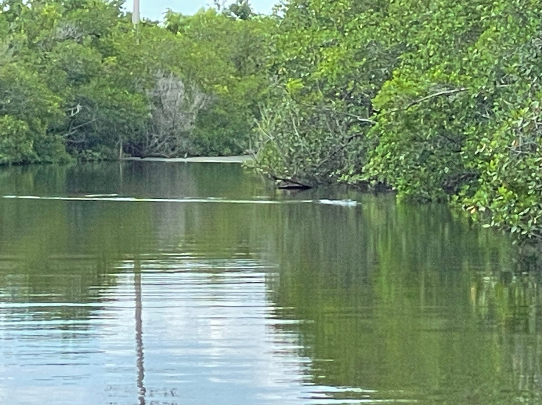 Everglades City Airboat Tours-大沼泽地必去景点
