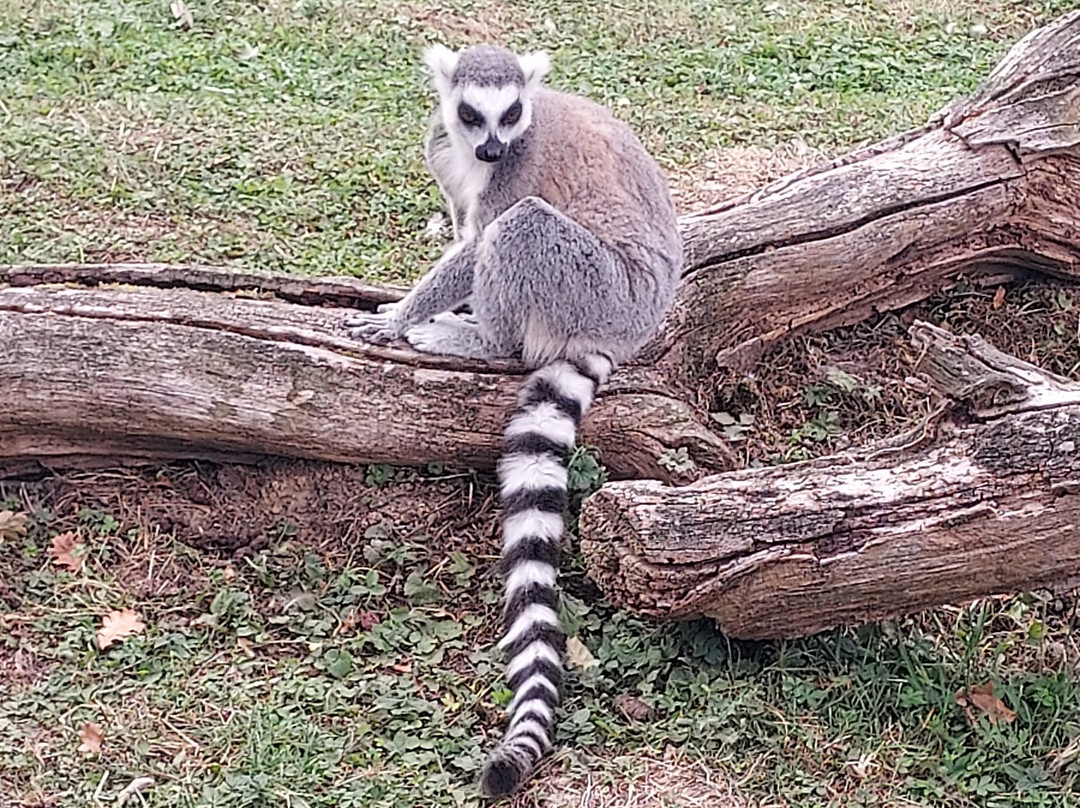 Zoo De Thoiry-Thoiry必去景点