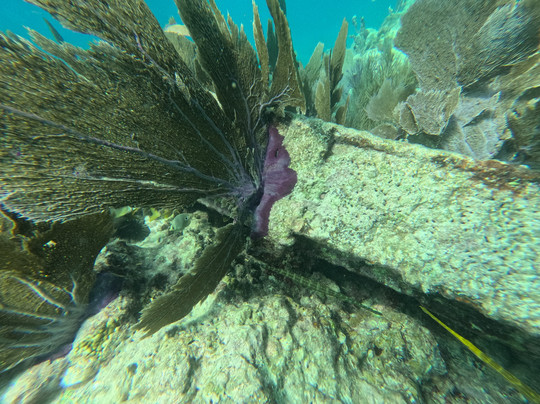 Lost Reef Adventures-基韦斯特必去景点