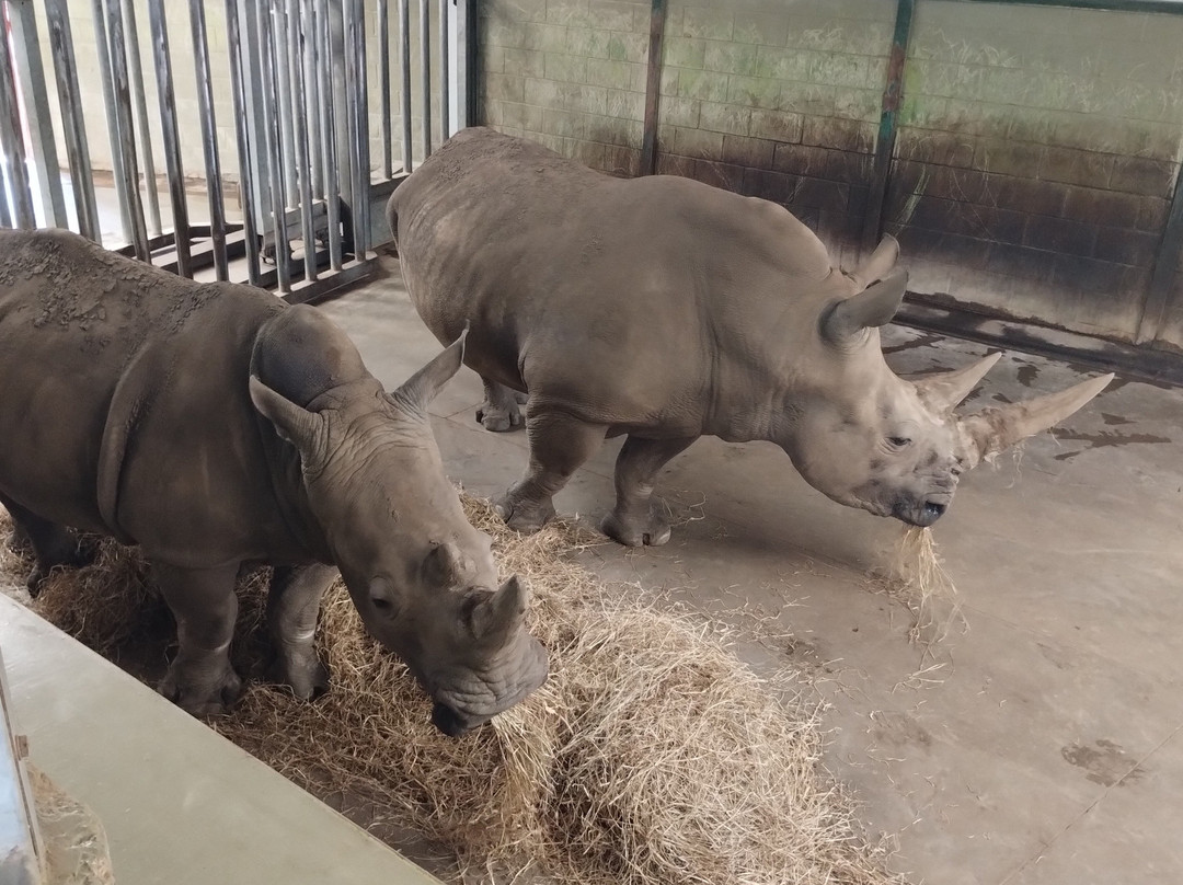 Africa Alive-Kessingland必去景点