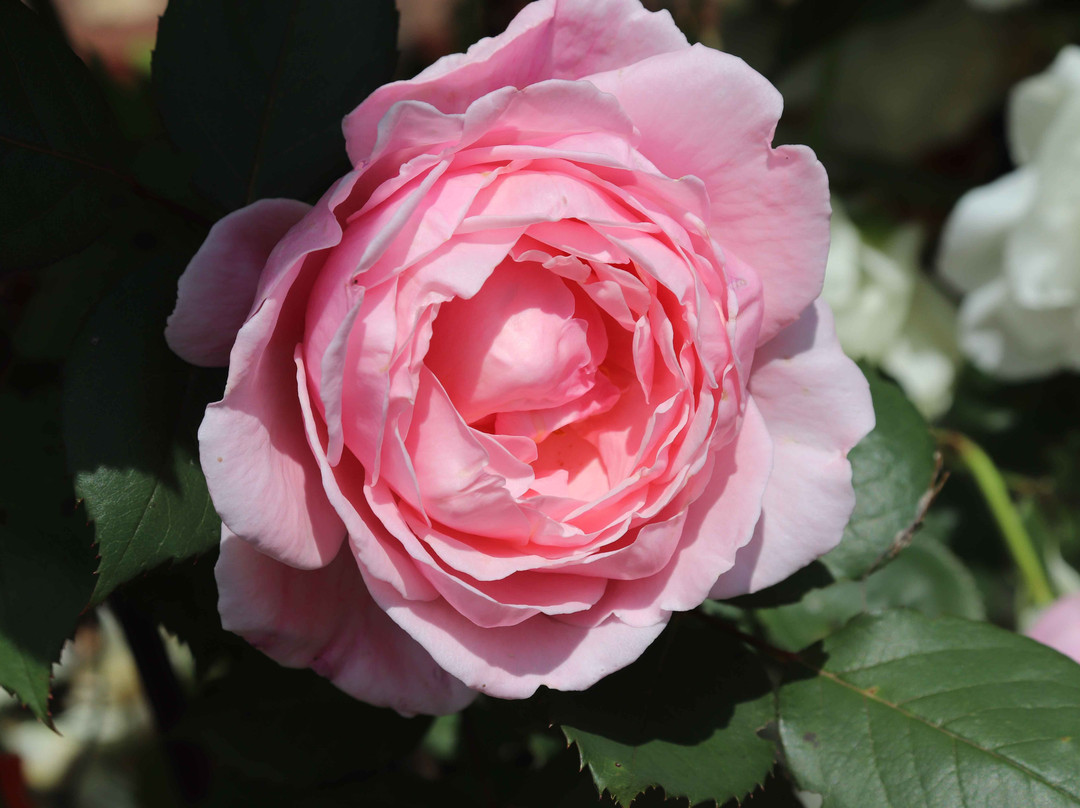 Iwamizawa Park-岩见泽市必去景点