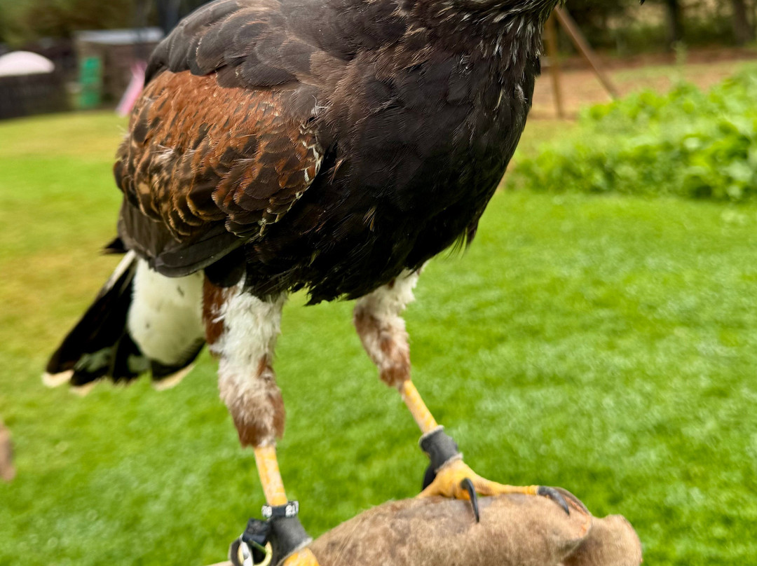 Speyside Falconry-Mulben必去景点