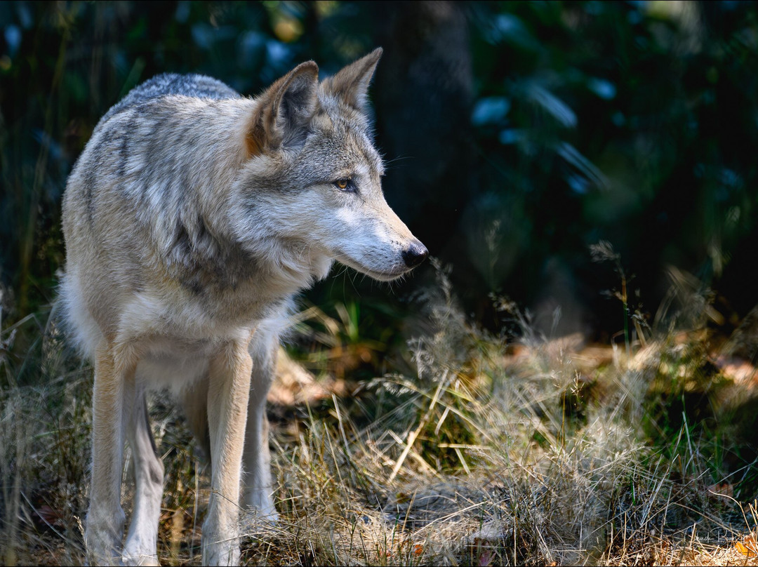Wolf Haven International-Tenino必去景点