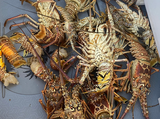 Turquoise Days-普罗维登西亚莱斯必去景点