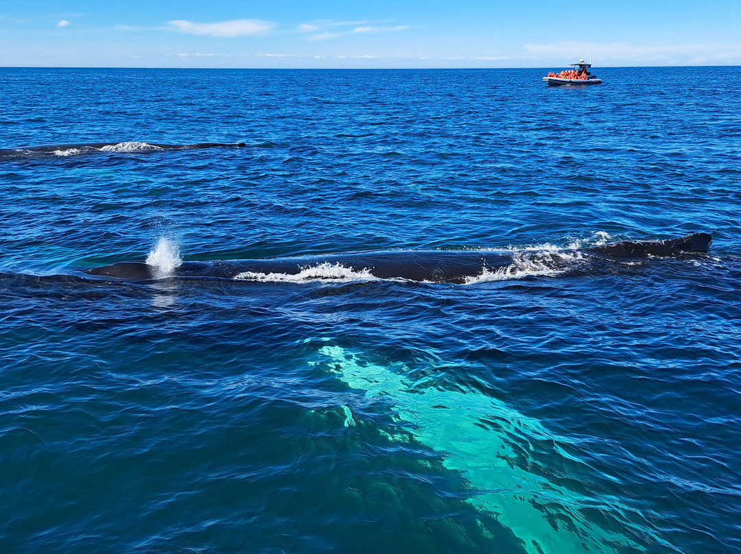 Adventure Bay Whale Watch Co.-Tiverton必去景点
