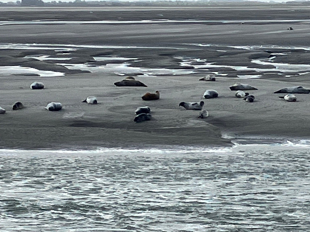 Les Phoques de la Baie d'Authie-Berck必去景点