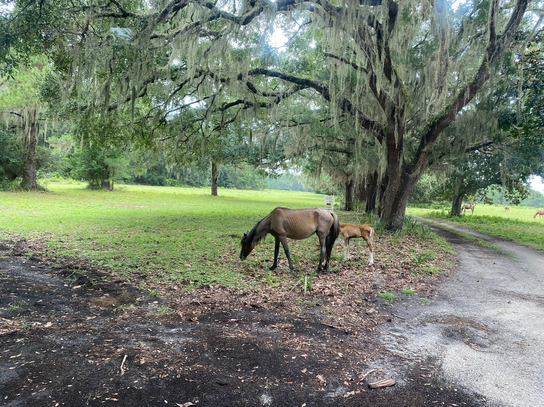 The Lands and Legacies Tour-Cumberland Island必去景点