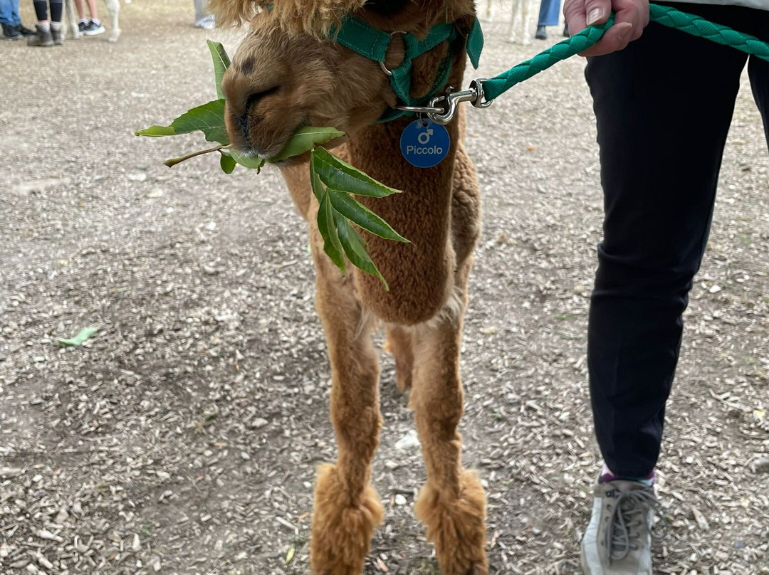 Pennybridge Farm Alpacas-胡克必去景点