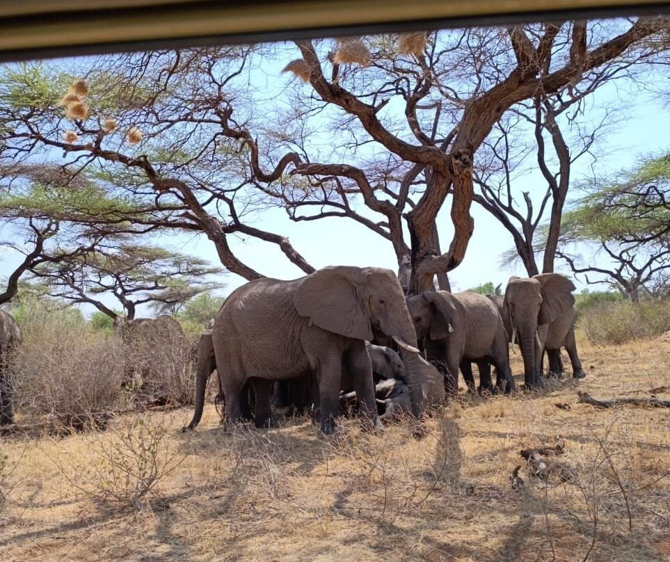 Nature Insight Safaris-内罗毕必去景点
