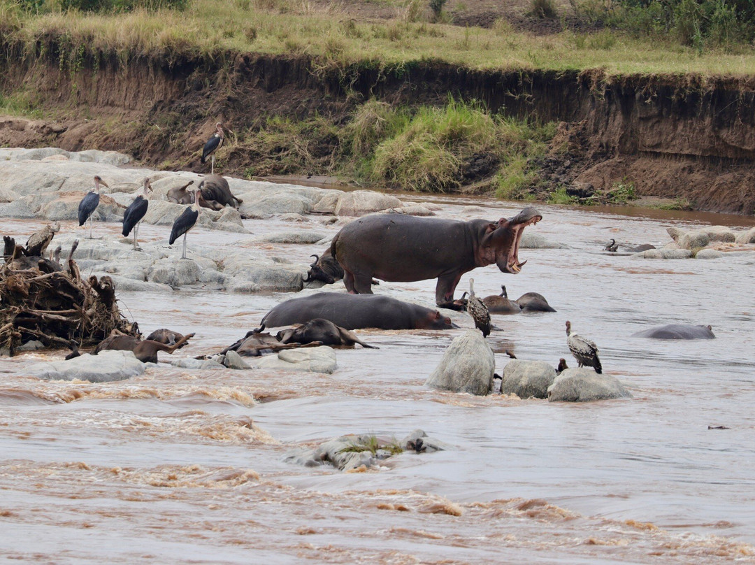Mara River-塞伦盖蒂国家公园必去景点