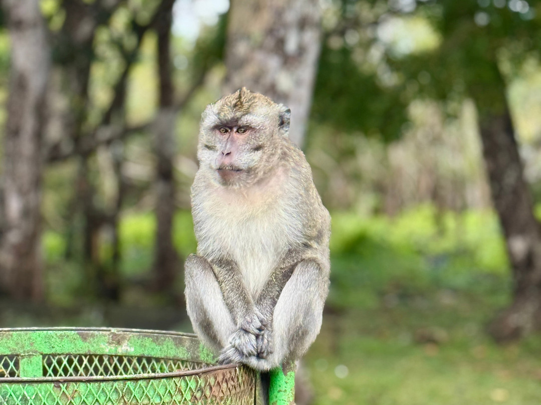 Antonio Taxi Mauritius-Palmar必去景点