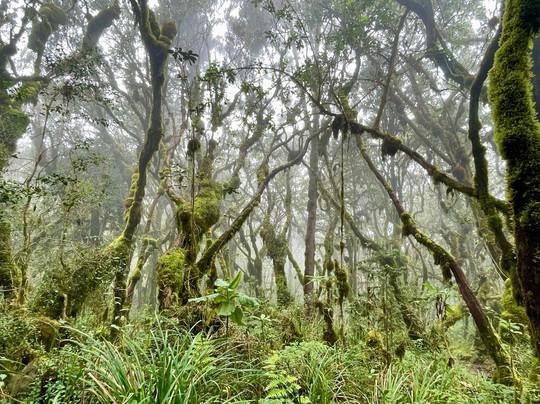 Promise Kilimanjaro & Safaris (PK Safaris)-莫西必去景点