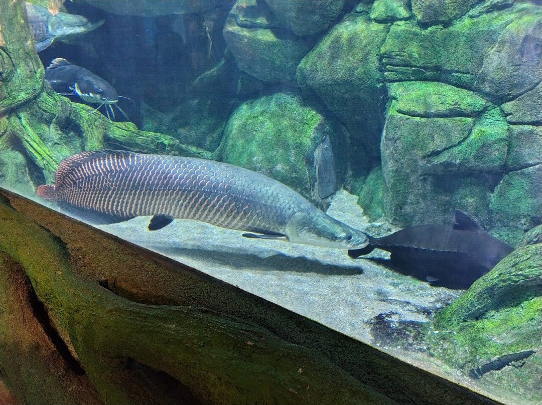 The National Aquarium Abu Dhabi-阿布扎比必去景点