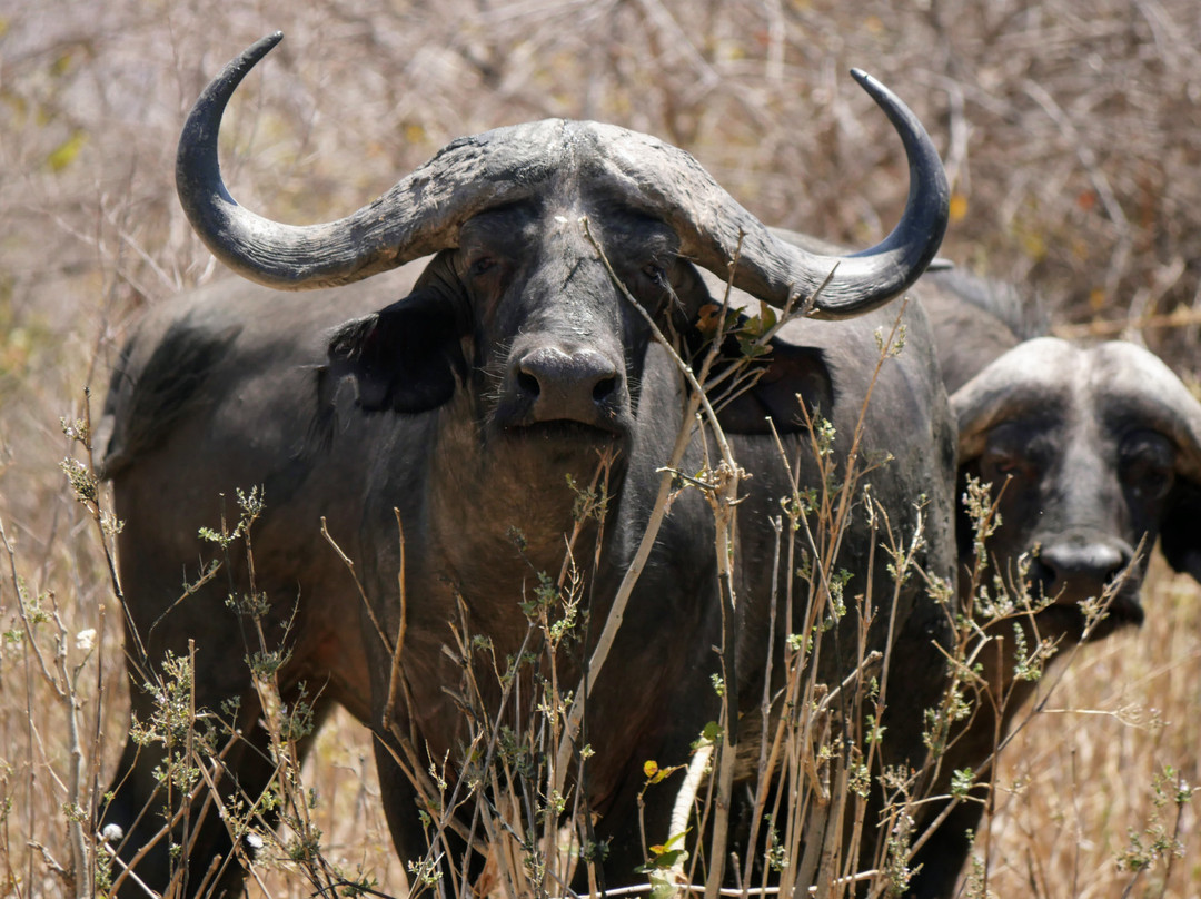 Nyika Discovery Ltd-阿鲁沙必去景点