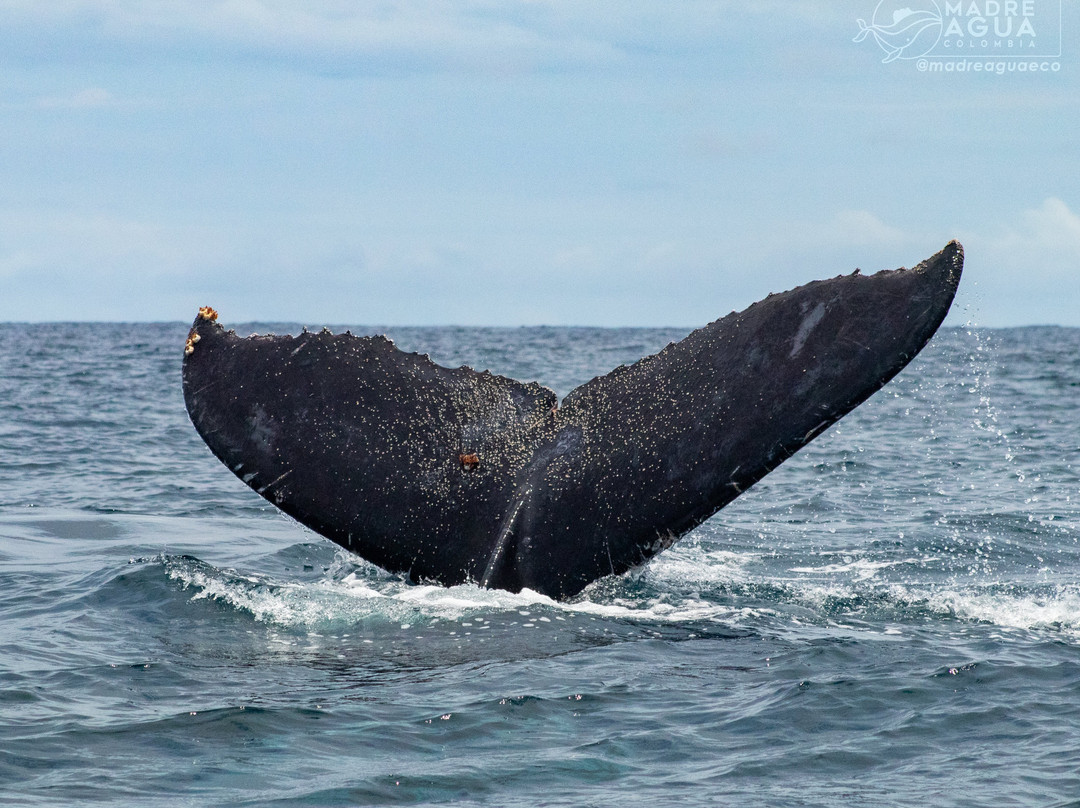 Madre Agua Ecoturismo-Bahia Solano必去景点