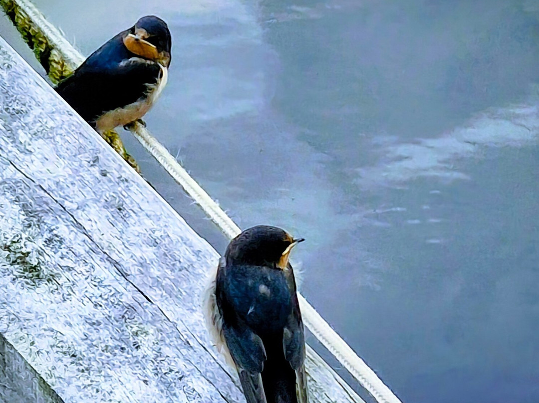 Fischereihafen Boltenhagen-Boltenhagen必去景点