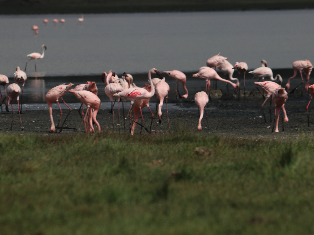 Uzuri Uganda Safaris-坎帕拉必去景点