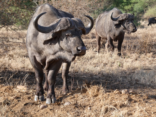 Focus East Africa Tours Ltd-坎帕拉必去景点