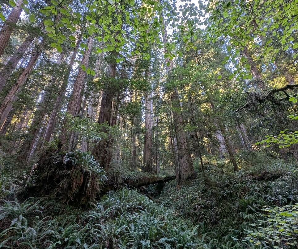 Grove of Titans Trail-克雷森特城必去景点