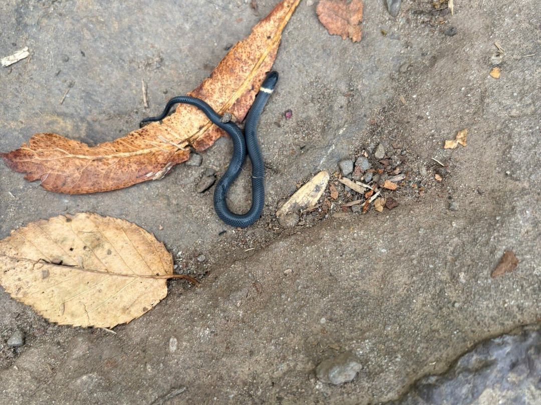 Cascades National Recreation Trail-Pembroke必去景点