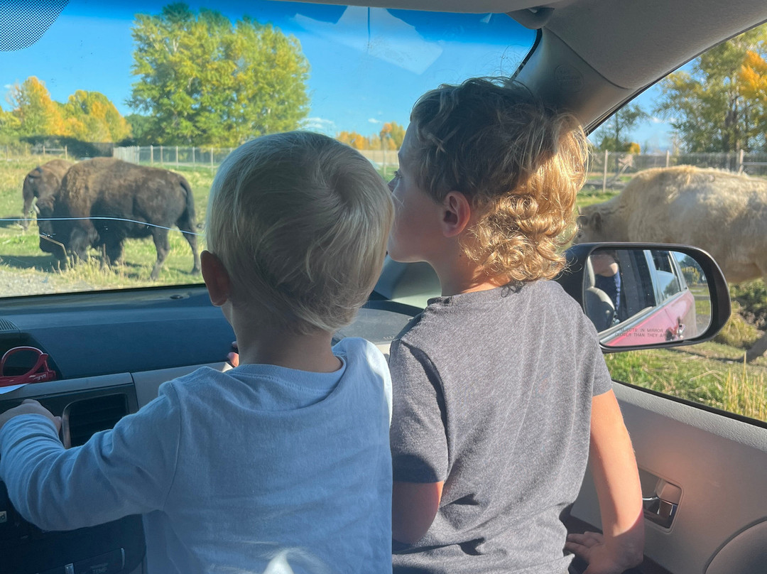 Yellowstone Safari Park-雷克斯堡必去景点