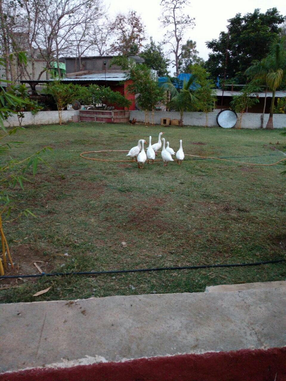 Tadoba Tiger Valley Resort-官方