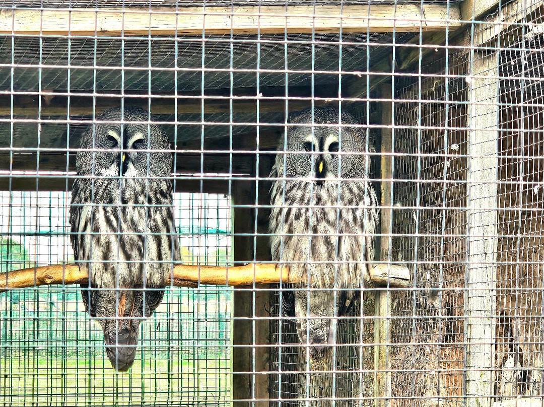 Wild Wings Birds of Prey Centre-沃灵顿必去景点