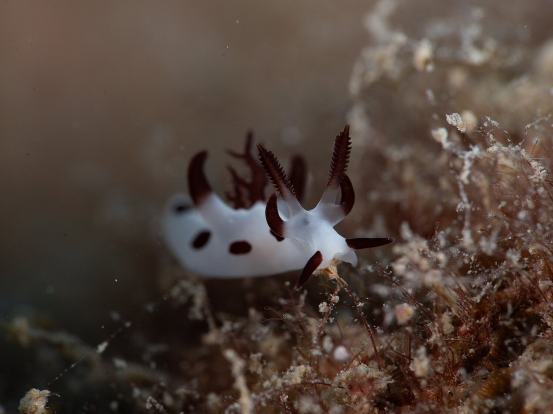 Océane's Dream-Ambatoloaka必去景点