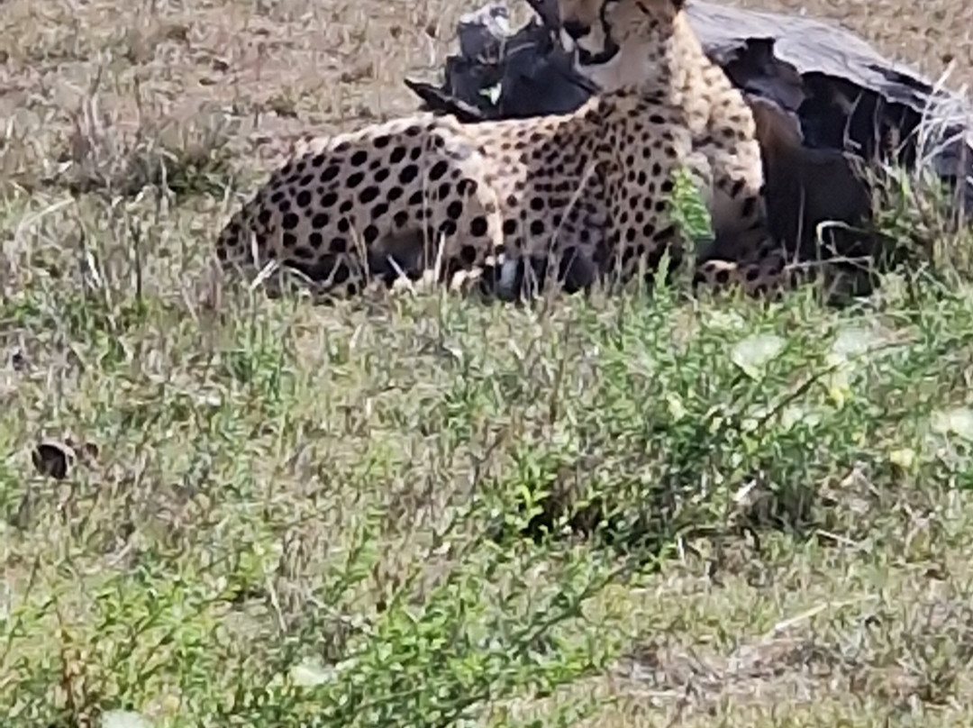 Jadi Africa Safaris-内罗毕必去景点