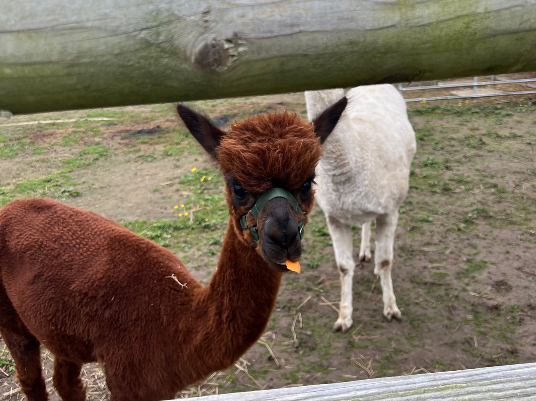 Woodlands Alpaca Farm-沃灵顿必去景点