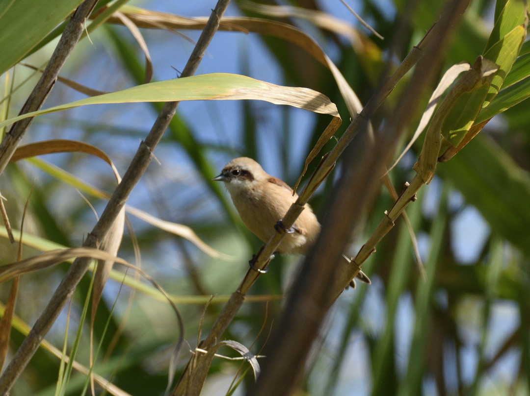 Ebro Delta Birding-Camarles必去景点