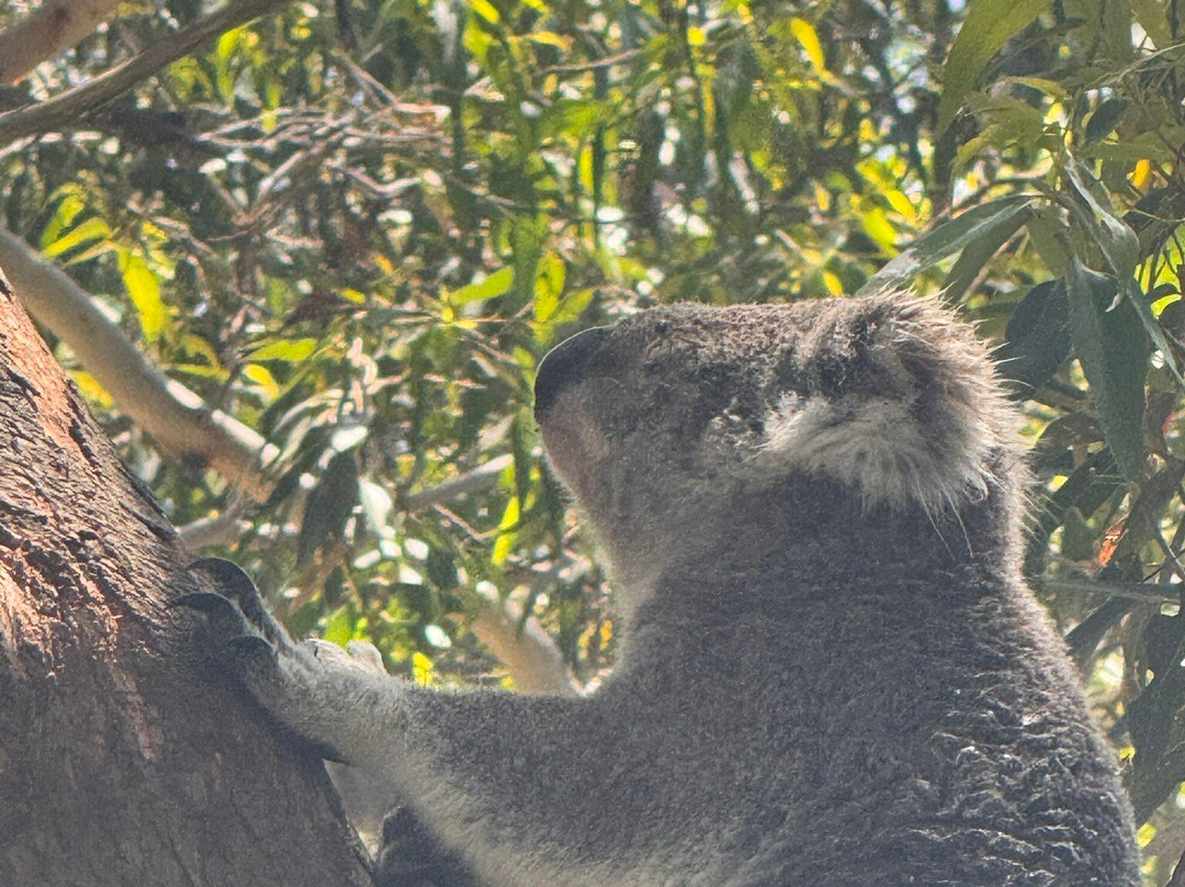 Port Stephens Koala Sanctuary-One Mile必去景点