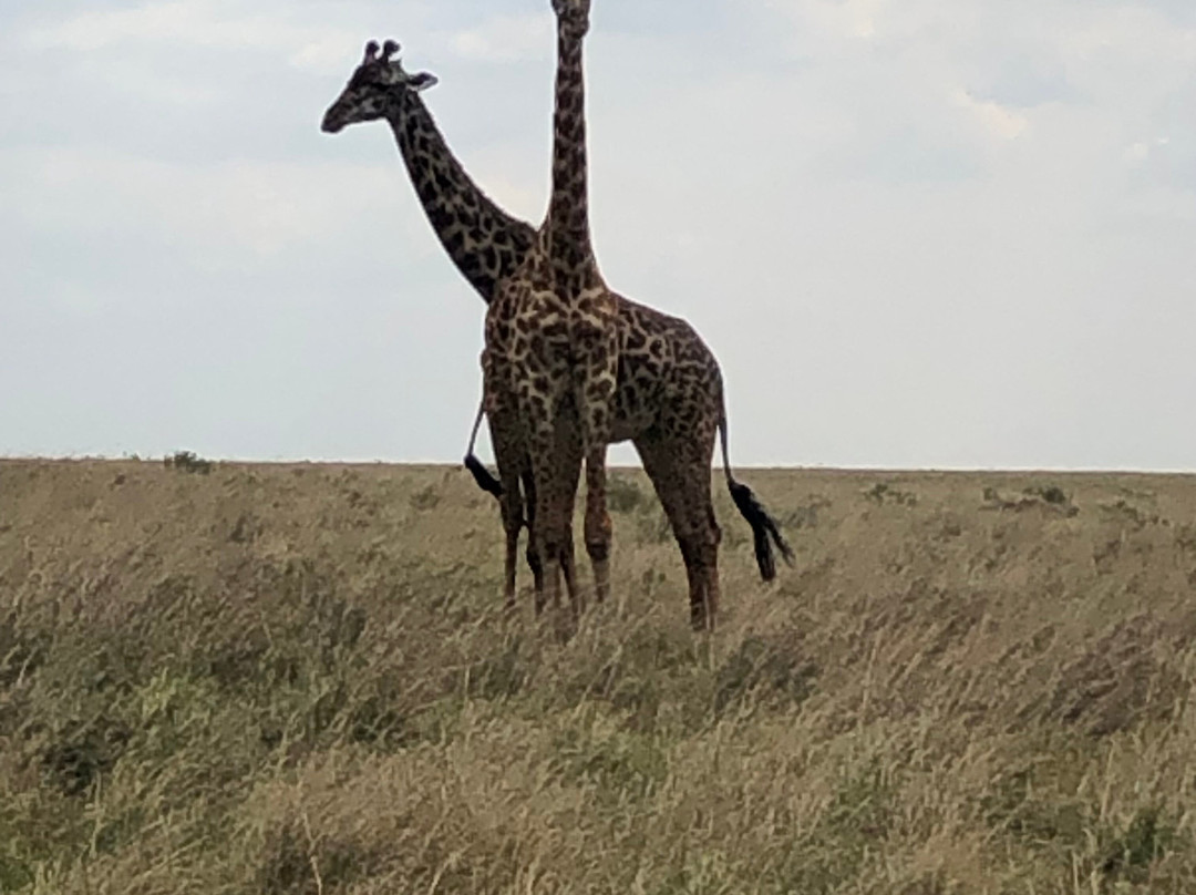 Joyina Safaris Africa-内罗毕必去景点