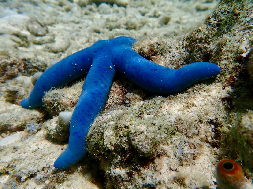 兰卡央岛-山打根必去景点