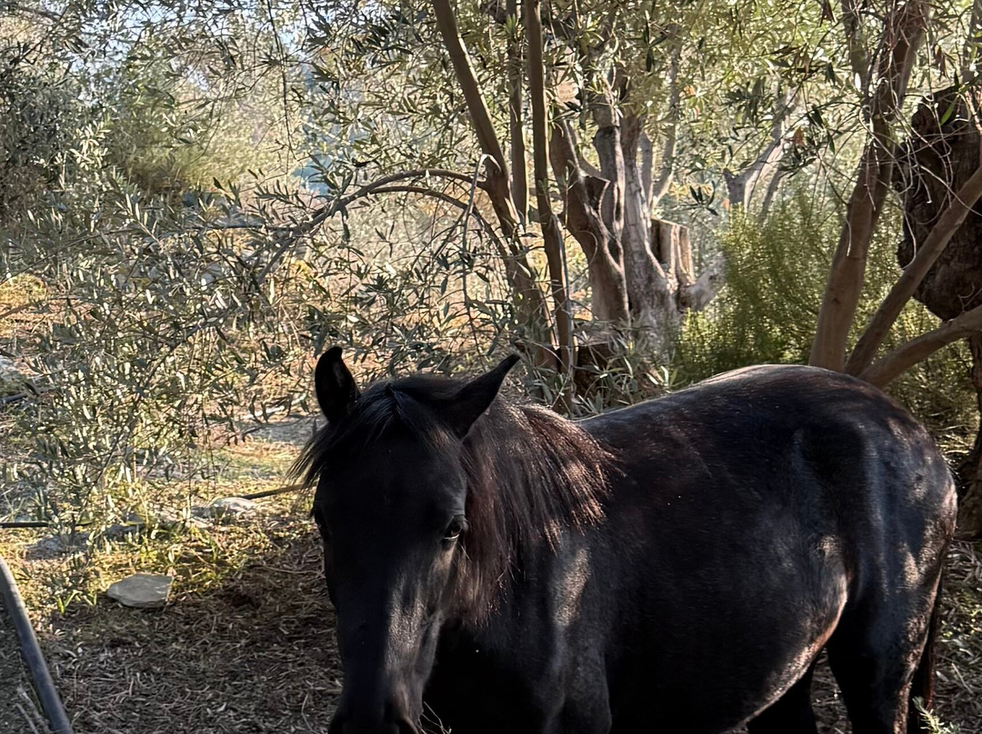 Eirini Plomariou-Plomari必去景点