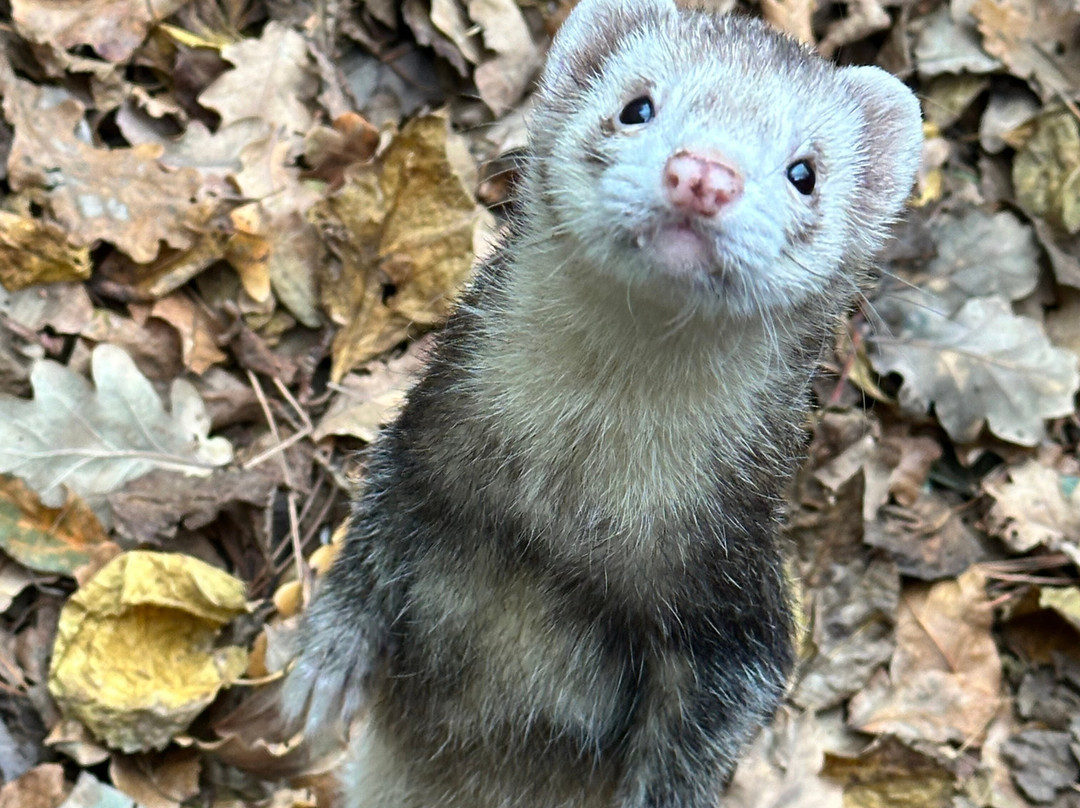 New Forest Wildlife Park-Ashurst必去景点
