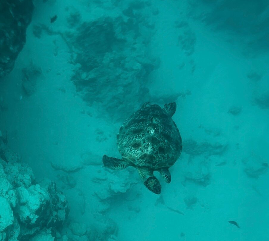 Snorkel Cook Islands-拉罗汤加必去景点