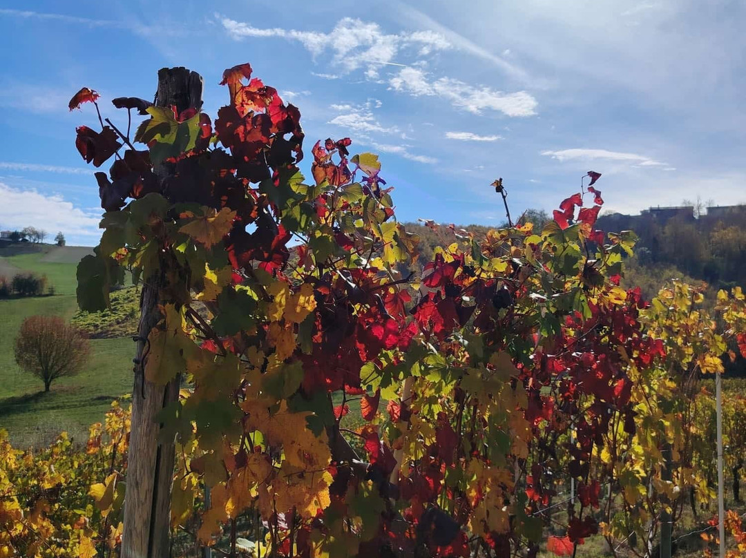 Cantina del Dolcetto di Dogliani