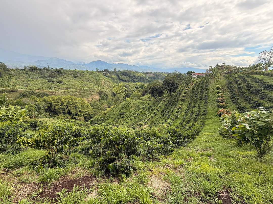 Finca Las Palmitas - Quindio