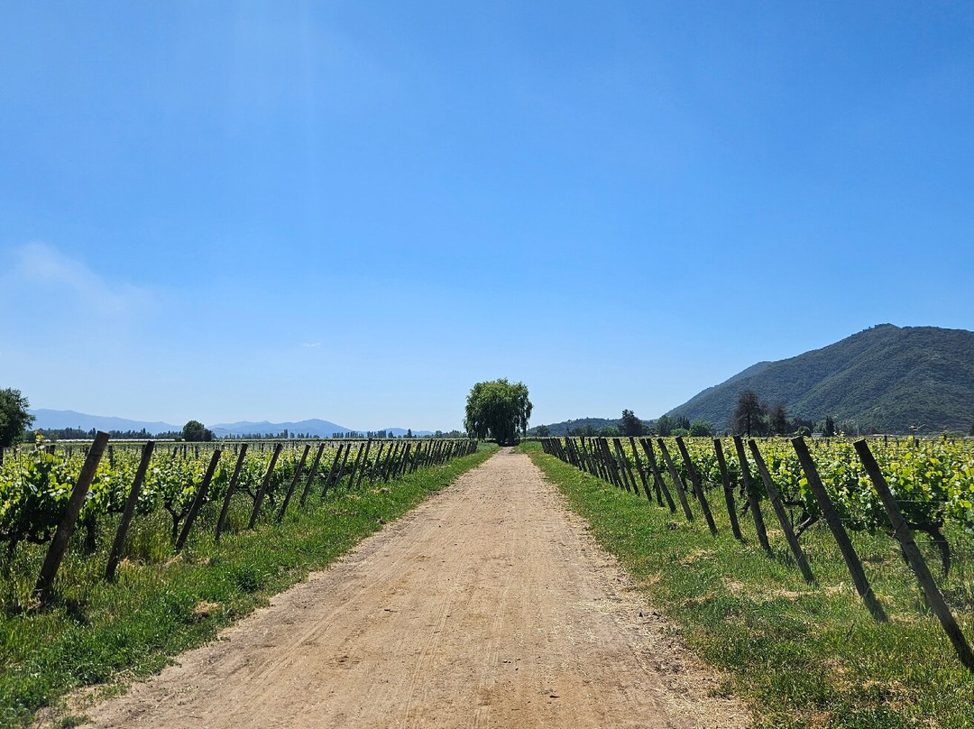 Viu Manent-圣克鲁斯必去景点