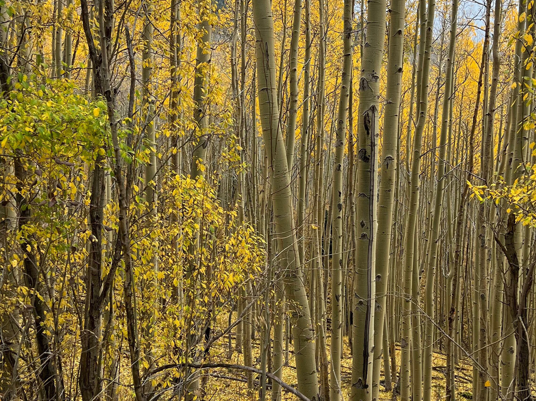 Aspen Vista Trail-圣菲必去景点