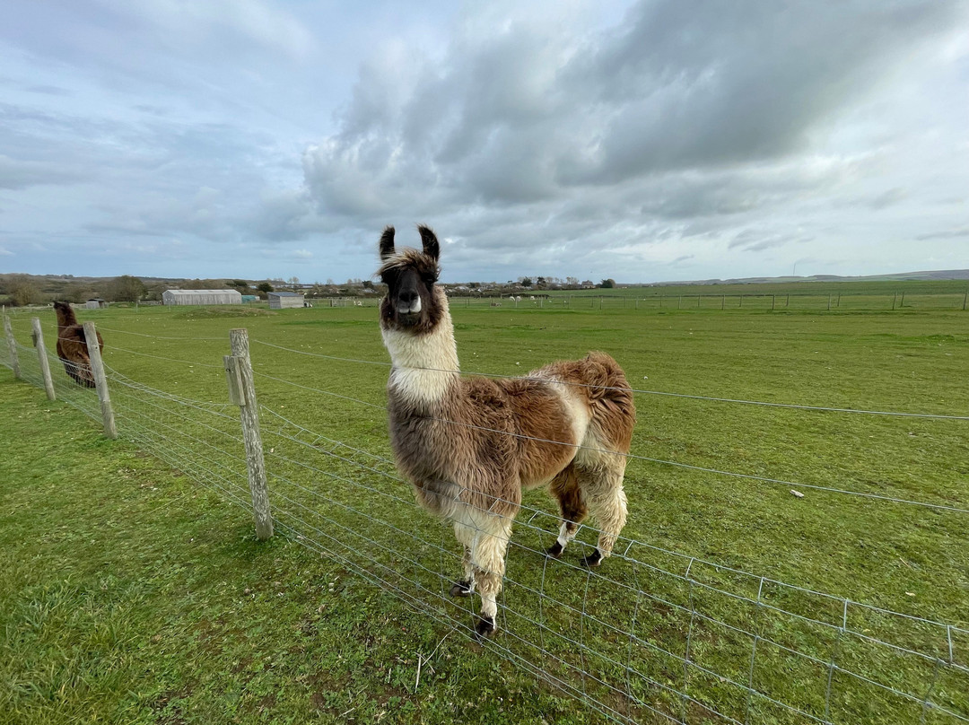 West Wight Alpacas-Wellow必去景点