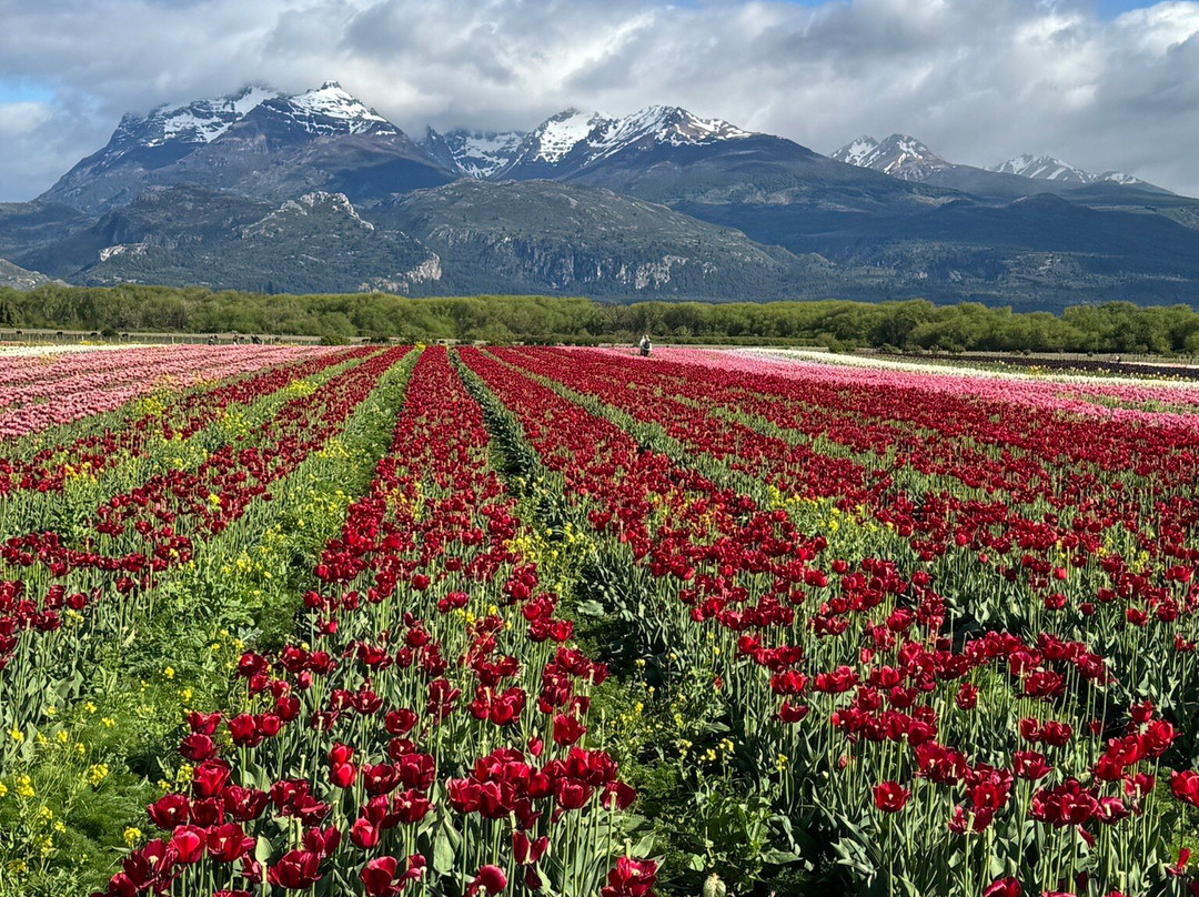 Campo De Tulipanes-Trevelin必去景点